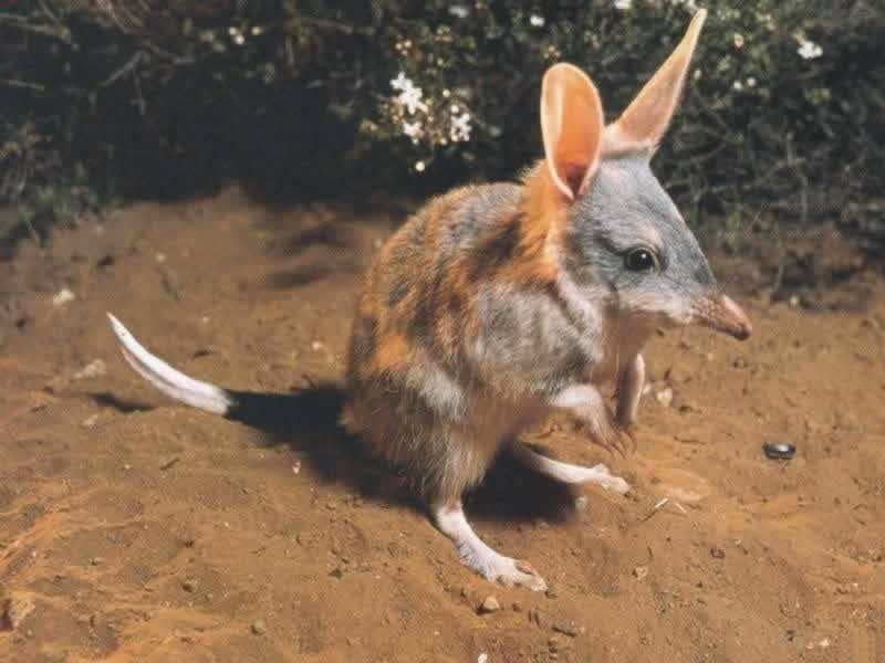 bilby1